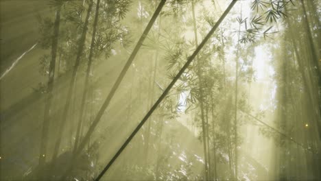 Bosque-De-Bambú-Asiático-Con-Clima-De-Niebla-Matutina